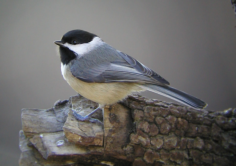 Halcyon Days My Little Chickadees